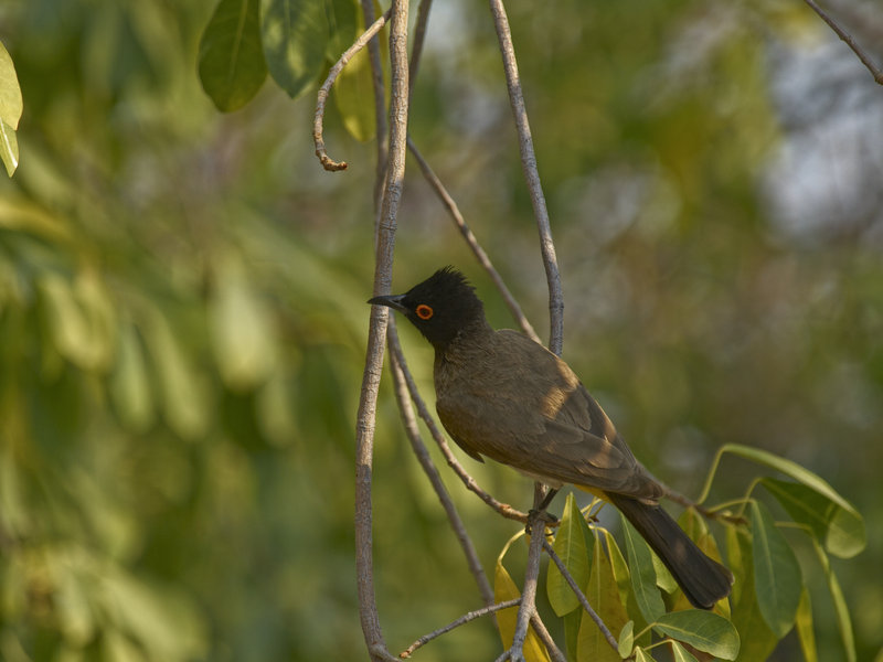 Okaukuejo, Bulbul